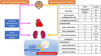 Role of the Sympathetic Nervous System and Its Modulation in Renal Hypertension